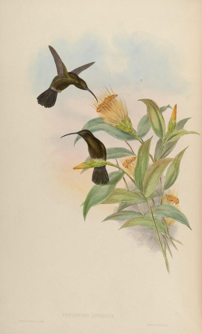 Threnetes antoniae by John Gould